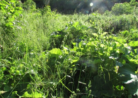 Odonates sampling – Zazulin, Dolina Siedmiu Młynów, Szczecin