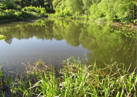 Odonates sampling – Zazulin, Dolina Siedmiu Młynów, Szczecin