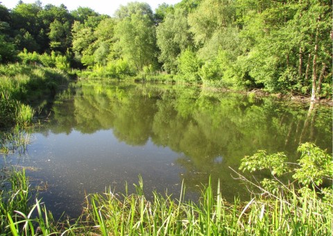 Odonates sampling – Zazulin, Dolina Siedmiu Młynów, Szczecin
