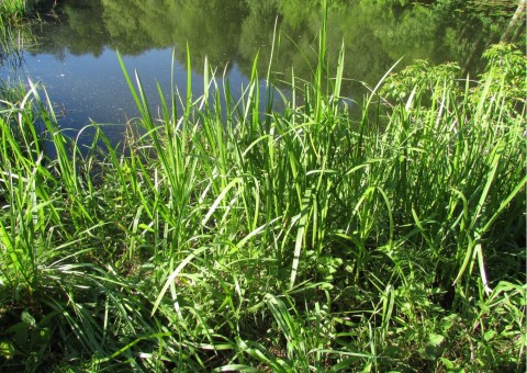 Odonates sampling – Zazulin, Dolina Siedmiu Młynów, Szczecin