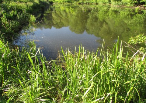 Odonates sampling – Zazulin, Dolina Siedmiu Młynów, Szczecin