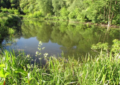 Odonates sampling – Zazulin, Dolina Siedmiu Młynów, Szczecin