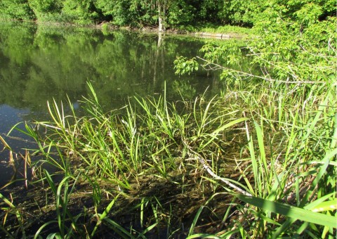 Odonates sampling – Zazulin, Dolina Siedmiu Młynów, Szczecin