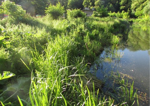 Odonates sampling – Zazulin, Dolina Siedmiu Młynów, Szczecin
