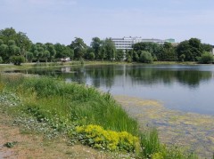 URBAN PONDS