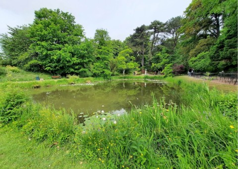 Odonates sampling – Botanical Garden, Lund (WP3, WP5)