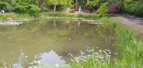 Odonates sampling – Botanical Garden, Lund (WP3, WP5)