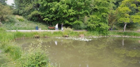 Odonates sampling – Botanical Garden, Lund (WP3, WP5)