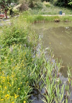 Odonates sampling – Botanical Garden, Lund (WP3, WP5)