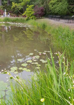Odonates sampling – Botanical Garden, Lund (WP3, WP5)