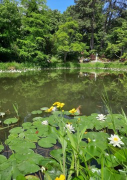 Odonates sampling – Botanical Garden, Lund (WP3, WP5)