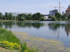 Kronborg, Malmö – odonates sampling (WP3, WP5)