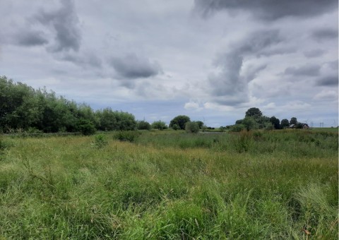 Odonates sampling – Nöbbelövs mosse, Vallkära area (WP3)
