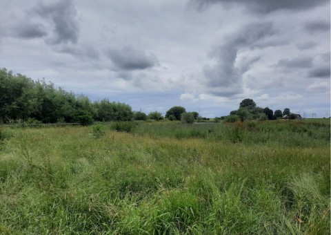 Odonates sampling – Nöbbelövs mosse, Vallkära area (WP3)