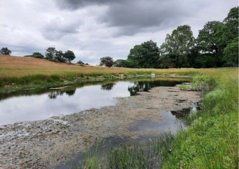 Odonates sampling – Måryd, Södra Sandby area (WP3)