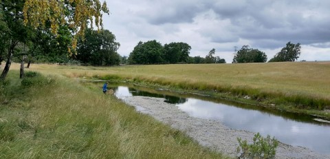 Odonates sampling – Måryd, Södra Sandby area (WP3)