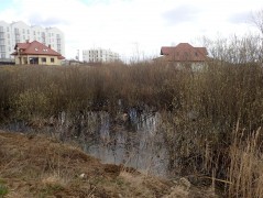 Łyżwiarska, Borkowo, Gdańsk – amphibians sampling