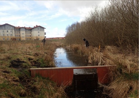 Amphibians sampling – Łyżwiarska, Borkowo, Gdańsk