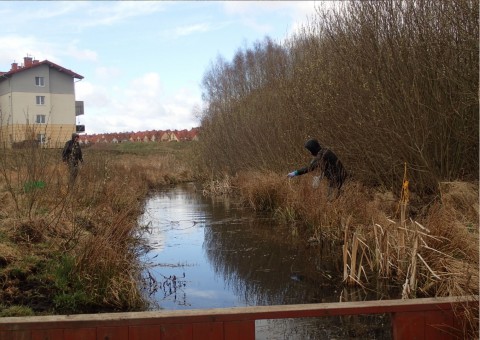 Amphibians sampling – Łyżwiarska, Borkowo, Gdańsk