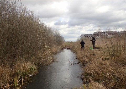 Amphibians sampling – Łyżwiarska, Borkowo, Gdańsk