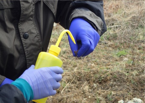 Amphibians sampling – Łyżwiarska, Borkowo, Gdańsk