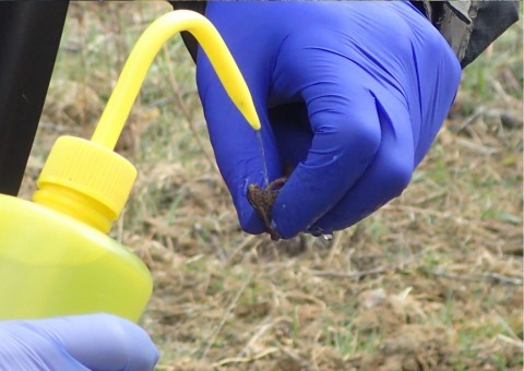 Amphibians sampling – Łyżwiarska, Borkowo, Gdańsk