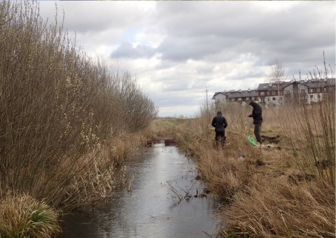 Amphibians sampling – Łyżwiarska, Borkowo, Gdańsk