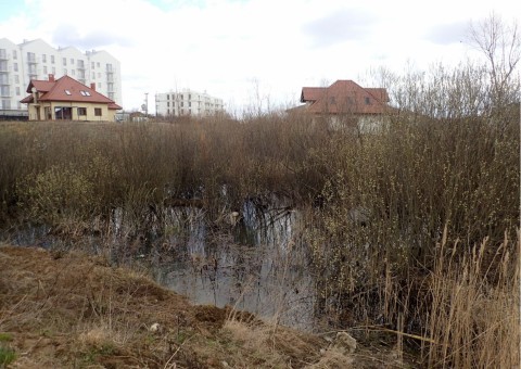 Amphibians sampling – Łyżwiarska, Borkowo, Gdańsk