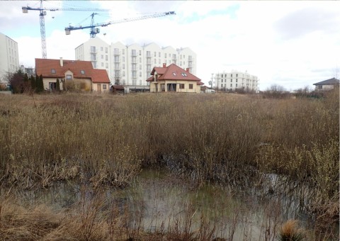 Amphibians sampling – Łyżwiarska, Borkowo, Gdańsk