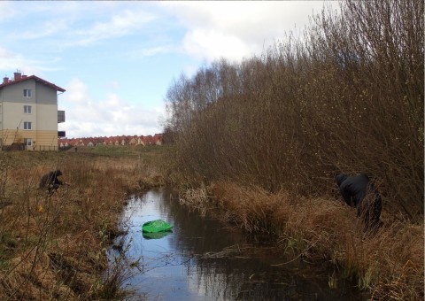 Amphibians sampling – Łyżwiarska, Borkowo, Gdańsk