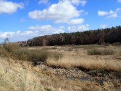 Jezioro Kackie, Gdynia – amphibians sampling