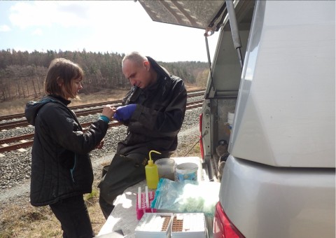 Amphibians sampling – Jezioro Kackie, Gdynia