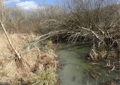 Amphibians sampling – Jezioro Kackie, Gdynia