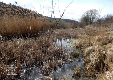 Amphibians sampling – Jezioro Kackie, Gdynia