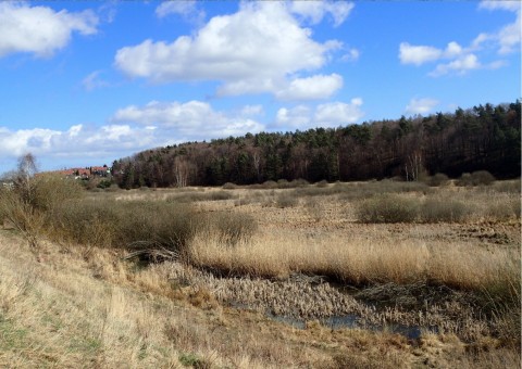 Amphibians sampling – Jezioro Kackie, Gdynia