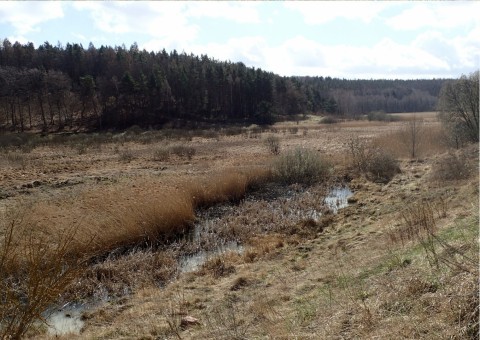 Amphibians sampling – Jezioro Kackie, Gdynia