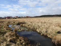 Lublewo area (commune Kolbudy) – amphibians sampling