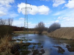 Rotmanka area (commune Pruszcz Gdański) – amphibians sampling