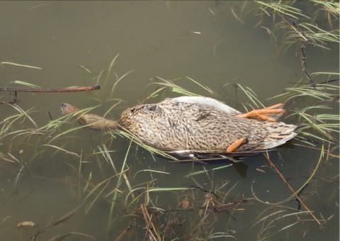 Amphibians sampling – Rotmanka area (commune Pruszcz Gdański)