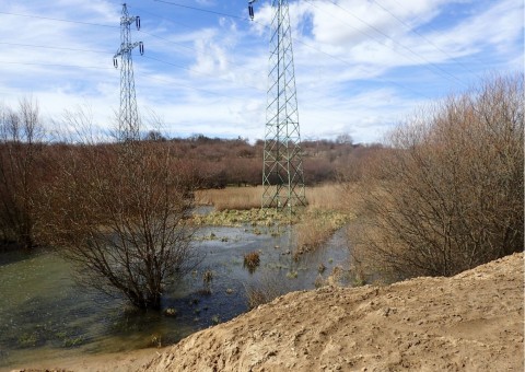 Amphibians sampling – Rotmanka area (commune Pruszcz Gdański)