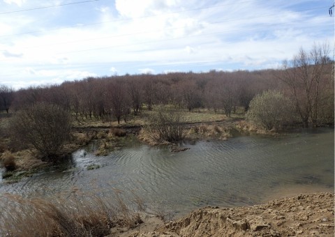 Amphibians sampling – Rotmanka area (commune Pruszcz Gdański)