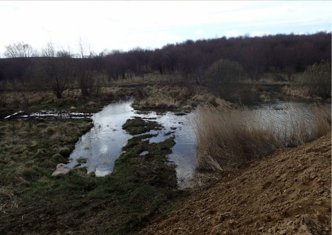 Amphibians sampling – Rotmanka area (commune Pruszcz Gdański)