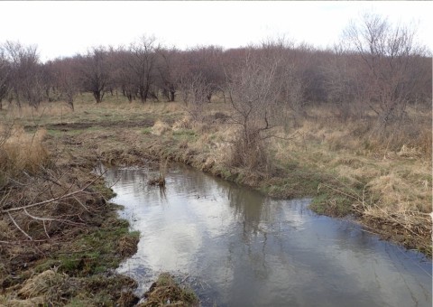 Amphibians sampling – Rotmanka area (commune Pruszcz Gdański)