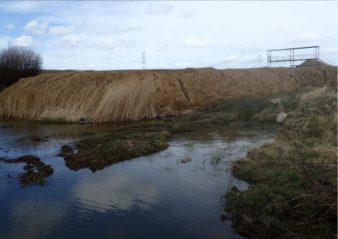 Amphibians sampling – Rotmanka area (commune Pruszcz Gdański)