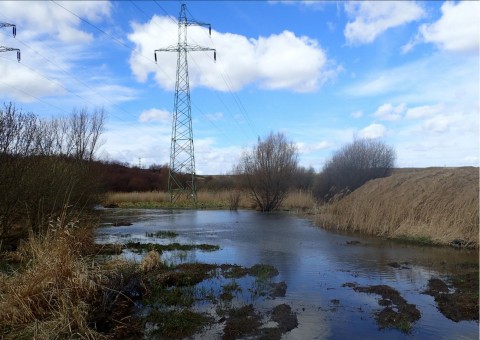 Amphibians sampling – Rotmanka area (commune Pruszcz Gdański)