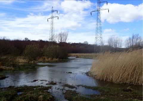 Amphibians sampling – Rotmanka area (commune Pruszcz Gdański)