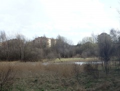 Zakoniczyn, Gdańsk – amphibians sampling