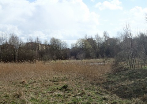 Amphibians sampling – Zakoniczyn, Gdańsk