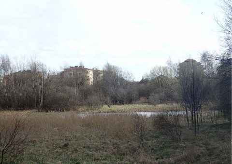 Amphibians sampling – Zakoniczyn, Gdańsk