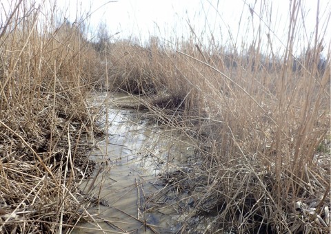 Amphibians sampling – Zakoniczyn, Gdańsk